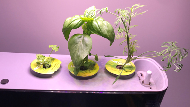 Different plants growing.
