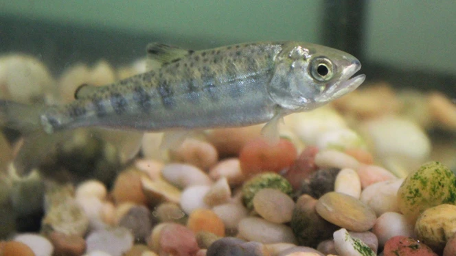 fish in water
