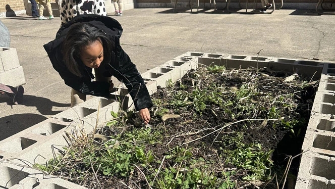 Emerson student tending to the garden