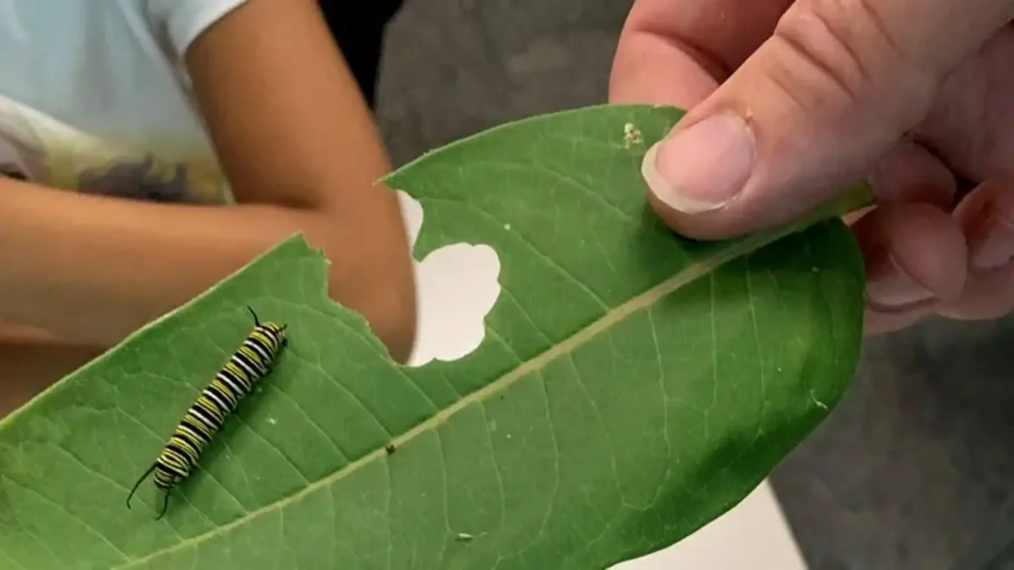 Employee Spotlight: Spread Your Wings and Fly (Like a Butterfly)