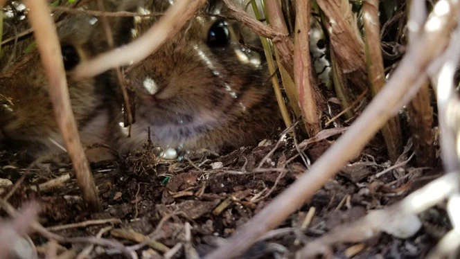 A rabbit peeking through the grass. A rabbit peeking through the grass.