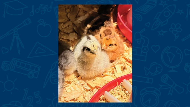 K-8 School in Cincinnati: Alliance Academy fifth graders partner with with Tikkun Farm to raise baby chicks.