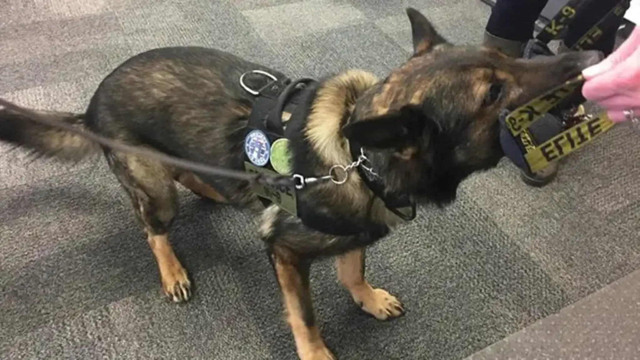 A Veteran Military Dog Performs Tricks at Veteran's Day Assembly