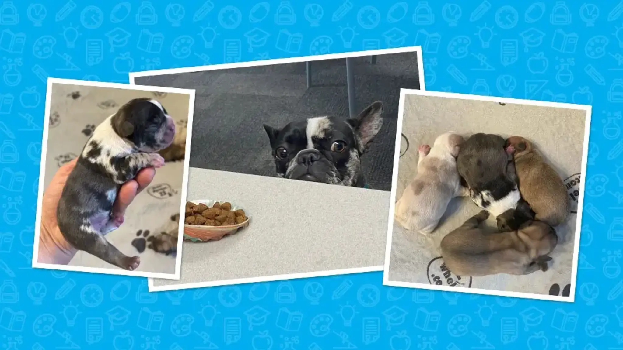 Winterville Therapy Dog ‘Marsali’ Gives Birth to 4 Puppies