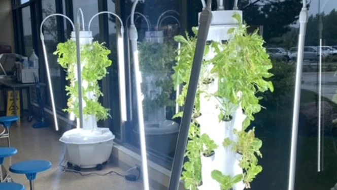 South Canton Plant experiment