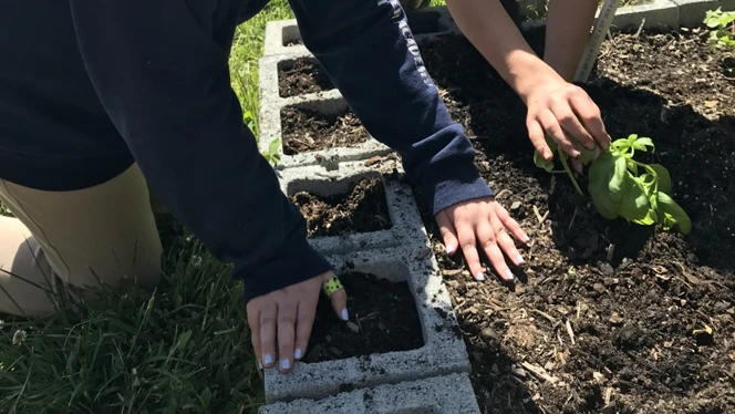 A student planting a garden. A student planting a garden.