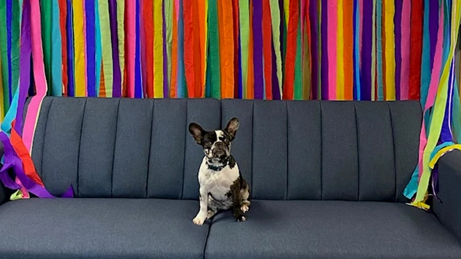 French Bulldog on a couch