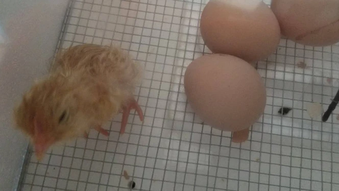 A chick next to eggs. A chick next to eggs.