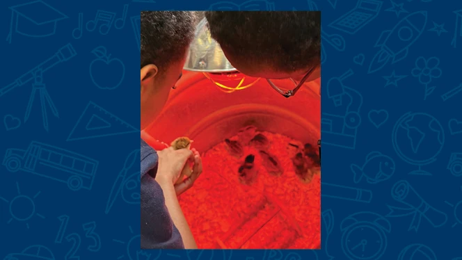 K-8 School in Cincinnati: Alliance Academy fifth graders partner with with Tikkun Farm to raise baby chicks.