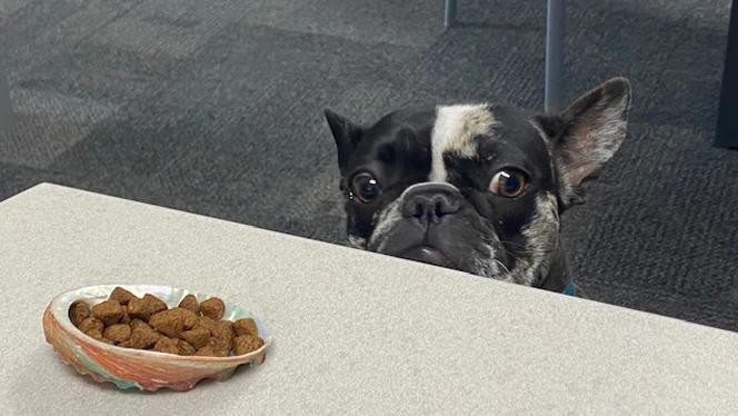 French bulldog