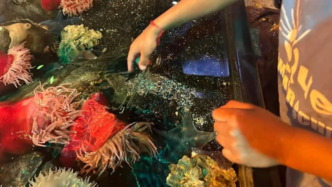 K-8 School in Taylor MI: Quest students got to touch various creatures at Sea Life