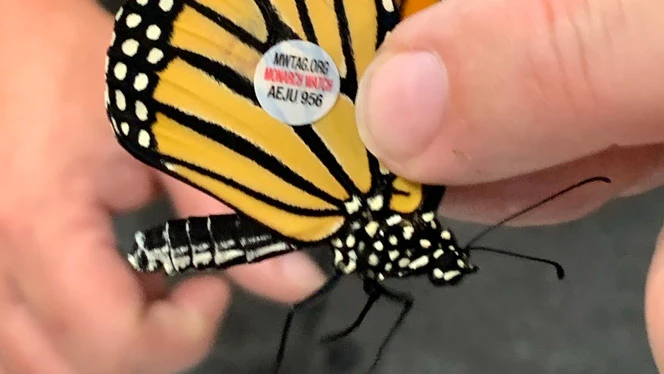 A butterfly with a stamp on its wings.