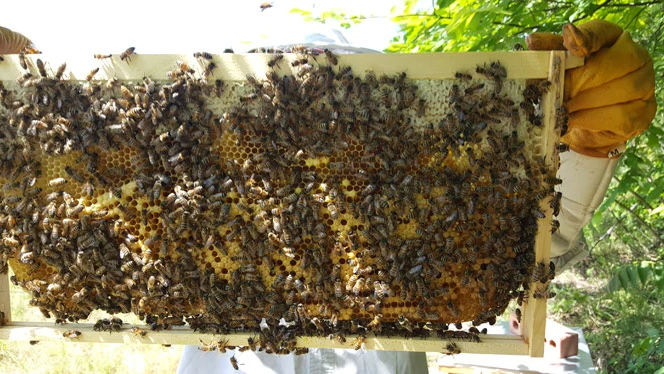 A person holding an apiary. A person holding an apiary.