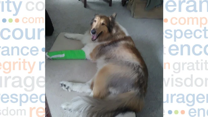 A collie wearing a cast A collie wearing a cast