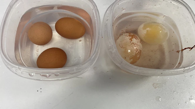 K-8 School in Rolesville: Eggs in normal tap water and eggs in vinegar.