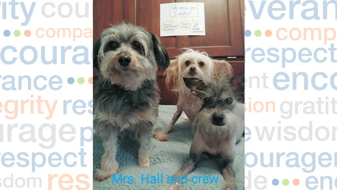 Three small dogs.