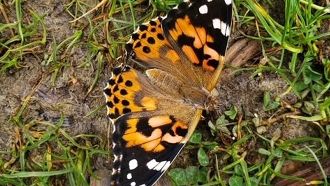 butterfly on the ground