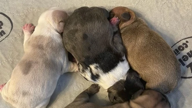 Winterville therapy puppies Winterville therapy puppies