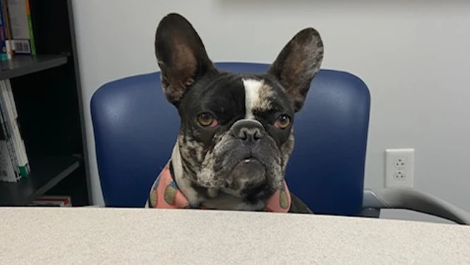 French bulldog sitting on a chair. French bulldog sitting on a chair.