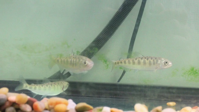 fish swimming