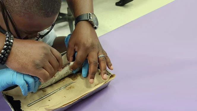 Student dissecting a fish.