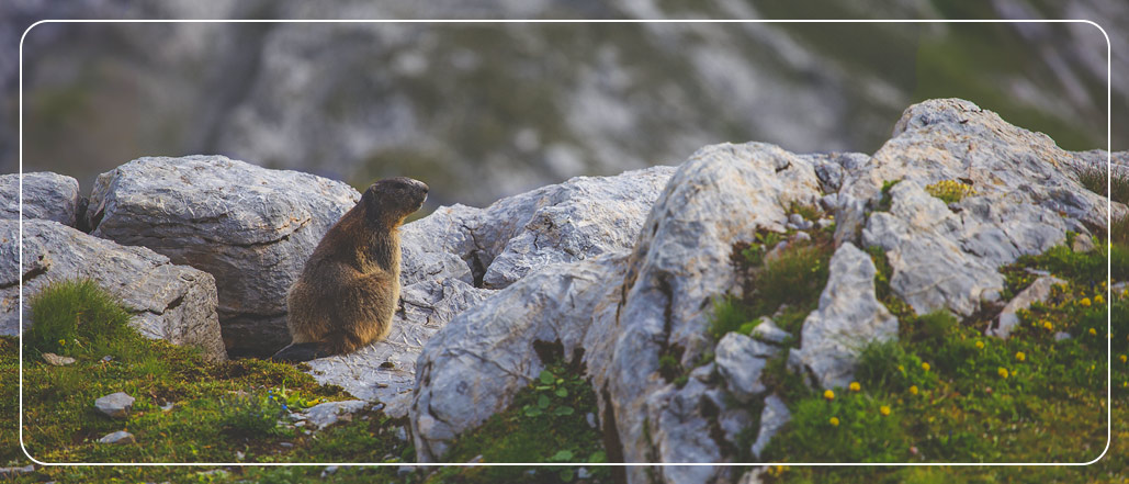 History of Groundhog Day