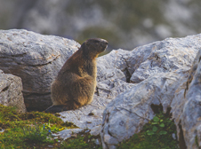 History of Groundhog Day