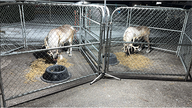 Y5-8 School in Kalamazoo: Paramount Charter Academy celebrates the holidays.