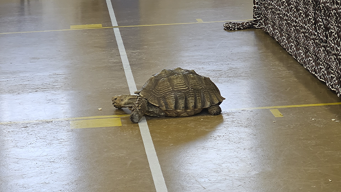 K-8 School in Detroit: Detroit Premier kindergarten and first graders got to experience Earth's creatures.