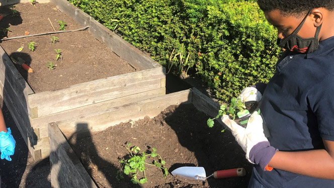Detroit Merit student planting vegetables