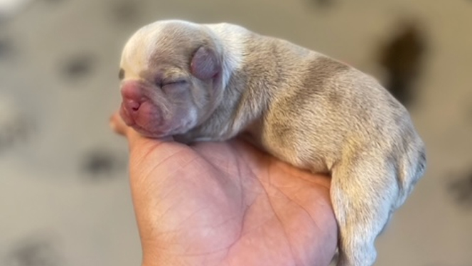 Two week old puppy