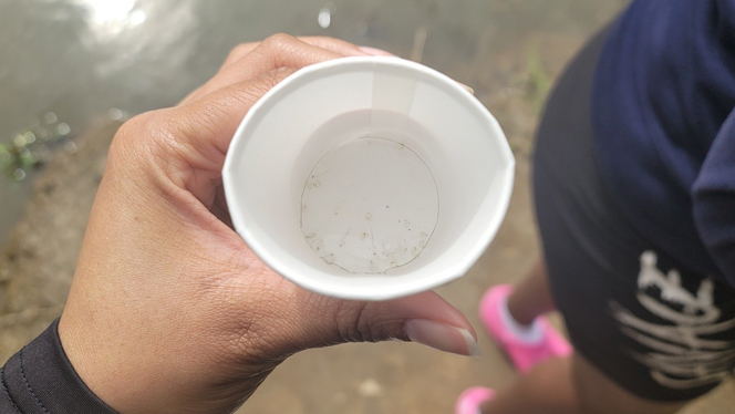 Minnows in the bottom of a paper cup.