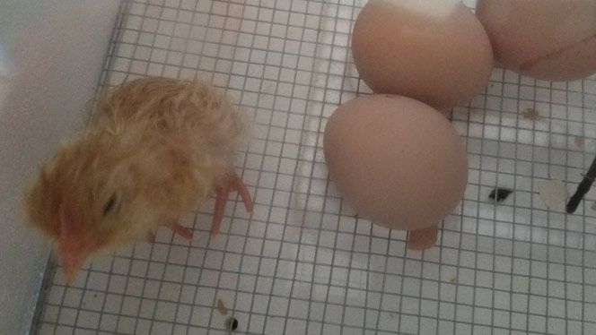 Chick next to eggs.