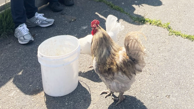 Chicken standing near bucket.