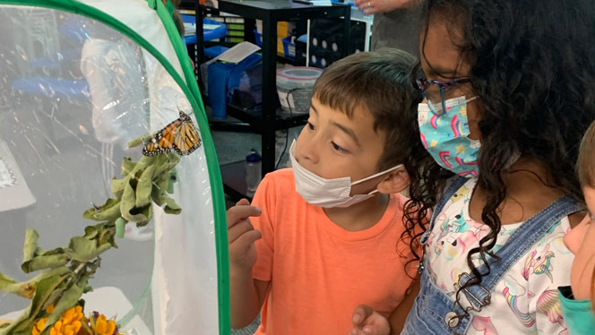 Students looking at a butterfly in a cage.